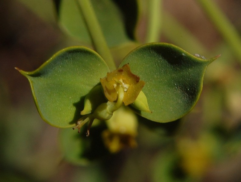 Aiuto per Euphorbia biumbellata